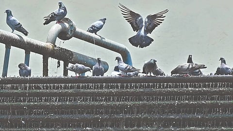 Pigeons 