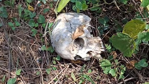 A skull and bones of arms
and legs 