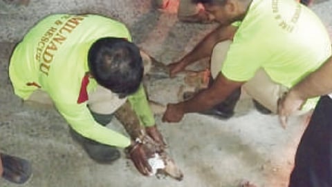 Spotted deer fawn rescued after stray dog attack