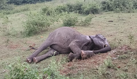 Female elephant found dead in Erode
