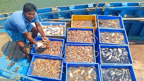 A fisherman in Rameswaram showcases his catch on the first day after fishing operations resumed