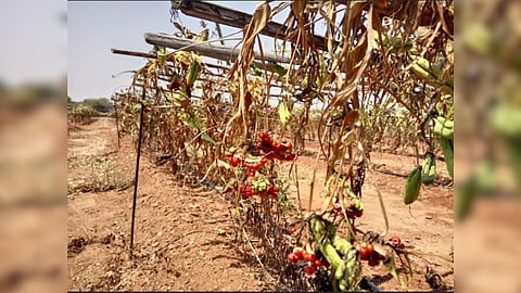 A farm in Mulanur in Tirupur district