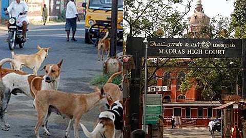 Madras High Court, stray dogs