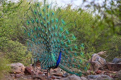 forest bird
