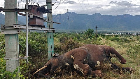  Elephant dies of suspected electrocution in Coimbatore. 