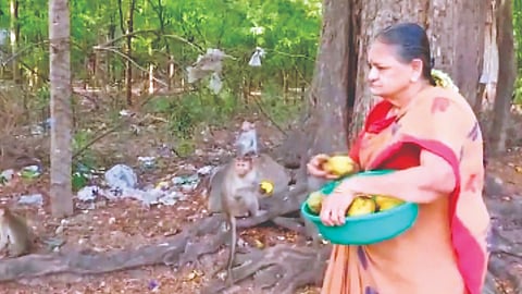Retired police officer Malathi feeding monkeys in Tirupparankundram