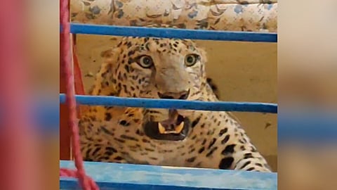 Leopard trapped inside a house near Masinagudi in the Nilgiris on Wednesday