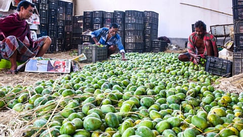 Mangoes are arranged in a basket