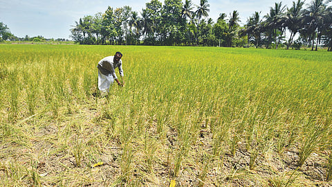 Withered kuruvai crop stand proof of water scarcity at Ammapettai in Thanjavur