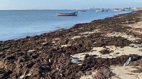 Seaweeds washed ashore along eastern coastal areas of Thoothukudi district