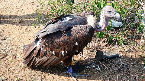 The radio-tagged white-rumped vulture 