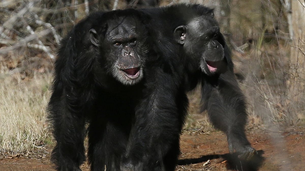 Evolutionary links: Tickled apes and humans share similar giggle rhythms