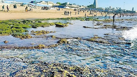 Sea water receded by nearly 100 feet along the Thiruchendur coast on the occasion of the full moon