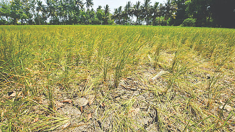 Kuruvai crop withering in the Delta region