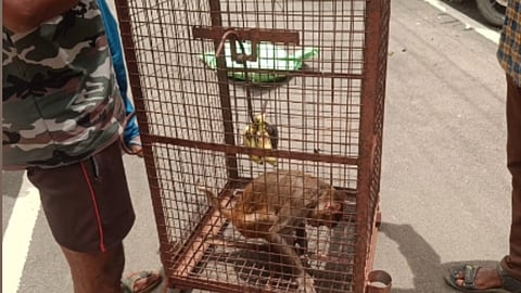 Tambaram Forest dept trap the primate with a cage