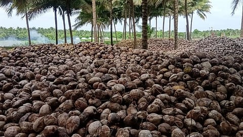 Pollachi coconuts