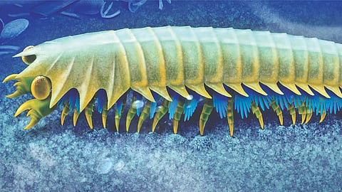 Fossil Findings: How 500-million-year-old sea creatures evolved spider fangs

