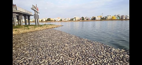  Thousands of dead fish floating across the waterbody