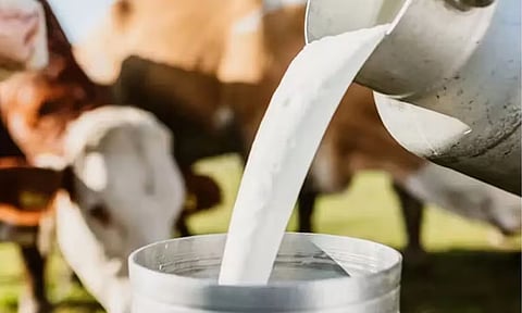 Milk