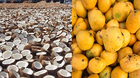(L) Copra, (R) Mangoes