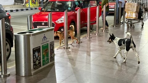 Stray dogs menace resurfaces at Chennai airport