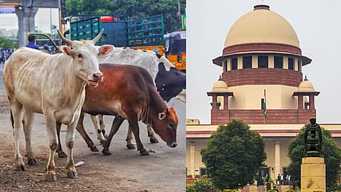Supreme Court puts Madras HC cow slaughter ban on hold 