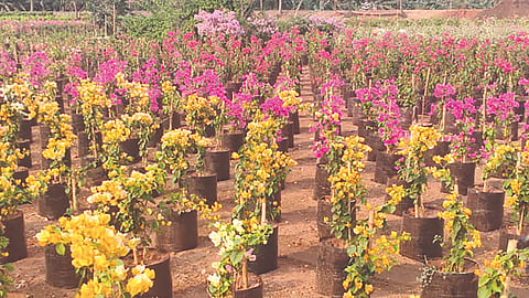 File photo of tree saplings prepared for planting during a previous drive undertaken by the Chennai Corporation