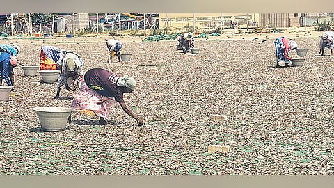  Thoothukudi dried fish exports