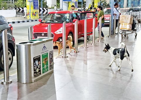 Stray dogs at airport chase Chennai passengers in, around premises
