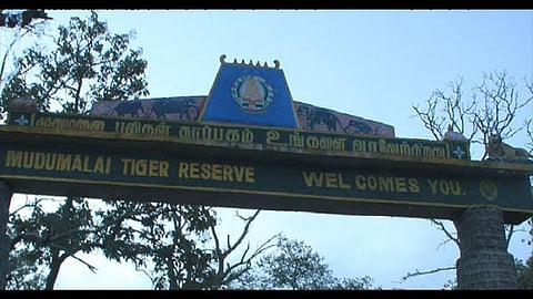 Mudumalai Tiger Reserve 