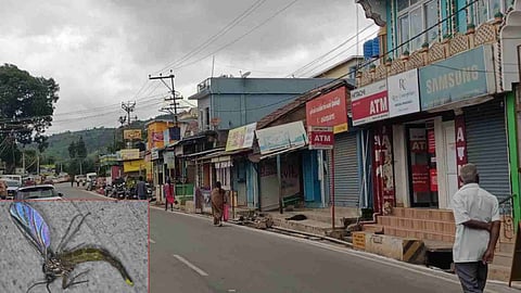 Shops with their shutters down in Selas in Coonoor on Wednesday; (inset) black-winged fungus gnats 
