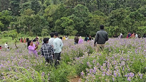 A sea of blue returns: Rare kurinji bloom draws tourists, TN Forest Department issues warning