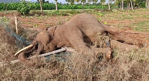 Tusker electrocuted, farm owner among 2 held in Coimbatore
