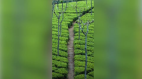 Nilgiris Tea estate
