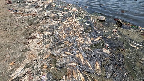 Hundreds of dead fish seen on Cauvery river bank in Tiruchy on Tuesday