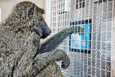 Monkeys understand shapes in almost the same way as humans
