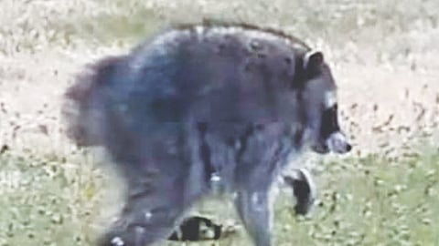 Congenital deformity: Raccoon Jimothy’s short spine syndrome can affect dogs, too