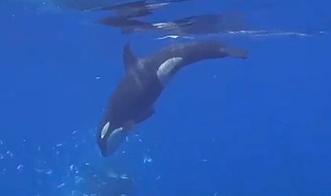 Marine mayhem: How to eat a 2,000 pound fish? These orcas choose to pulverise it