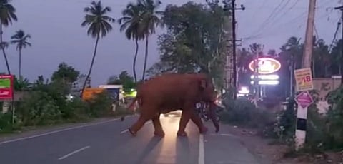 Bahubali elephant