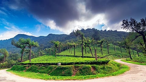 Manjolai estate