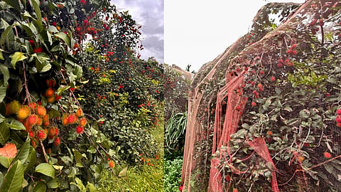  A view of a rambutan orchard, in Ernakulam district, Monday, Aug. 3, 2026. Once grown mainly in home gardens, rambutan is emerging as a major commercial fruit crop in Kerala, with farmers increasingly shifting from rubber cultivation to the fruit