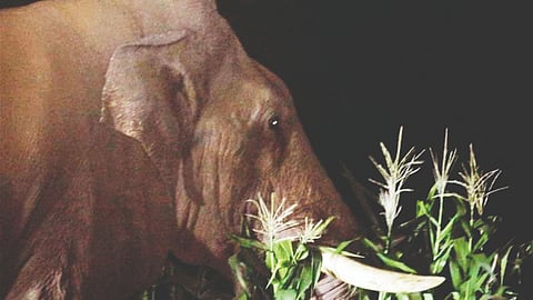 Bahubali elephant