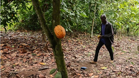 Manu Yaw Fofie, a cocoa farmer, walks through his farm in Kona, Ghana.