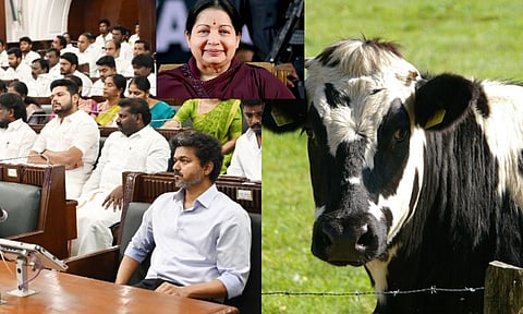 Govt revives Jayalalithaa’s free milch cow scheme, launches goat distribution programme for vulnerable women