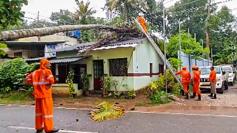 Disaster response personnel remove a coconut tree that fell on a power line and the roof of a house during heavy rain