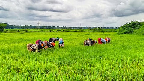 horticulture farmers
