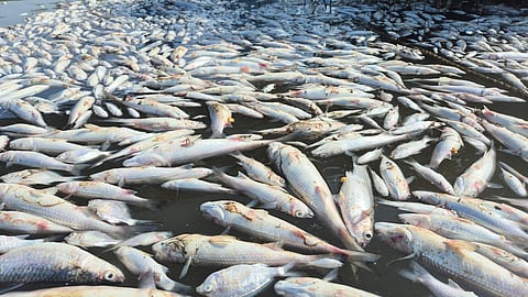 Dead fish due to pollution in the water.