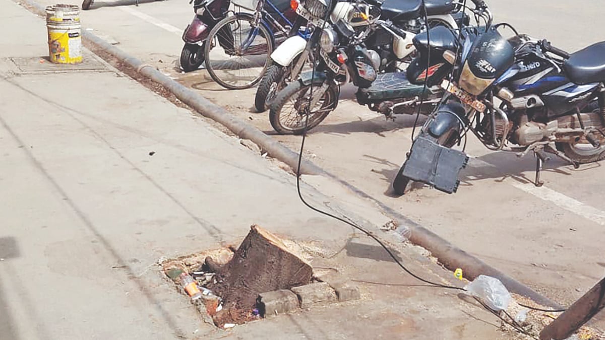 DT Next Impact: Chennai Corporation removes tilted tree on Strahans Road following news story