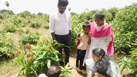 Thanjavur horticulture farm to develop high-yield fruit crops