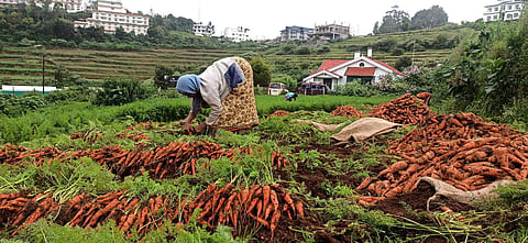 Carrot being harvested in the Nilgiris